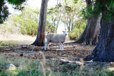 Sheep standing on tree trunk in field