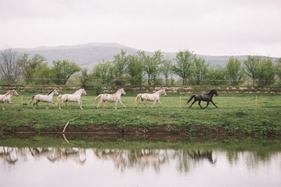 Horses on field by lake against sky
