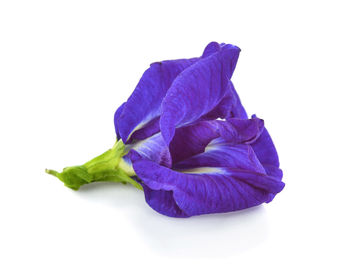 Close-up of purple flower on white background