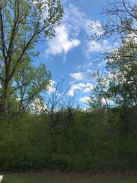 Trees growing in forest against sky