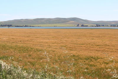 Scenic view of field against sky