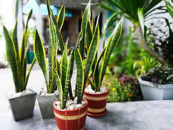 Close-up of potted plants