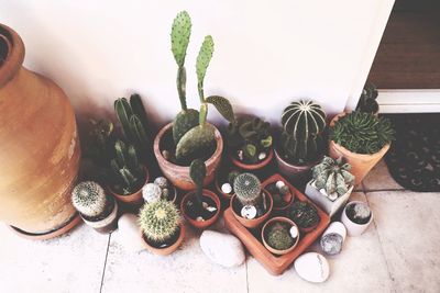 High angle view of potted plants