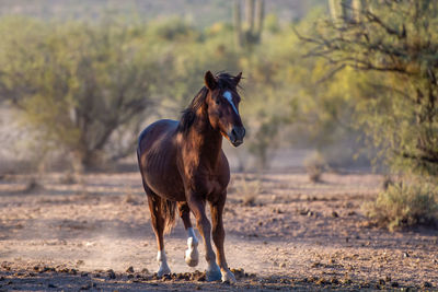 Horse standing in a field