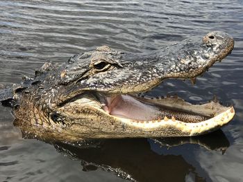 Close-up of crocodile in a lake