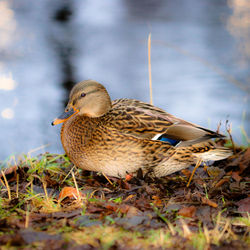 Close-up of mallard duck