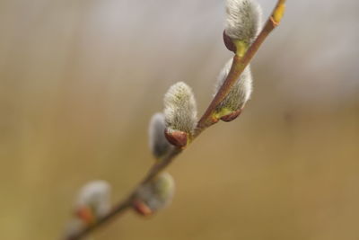 Close-up of flower buds growing outdoors