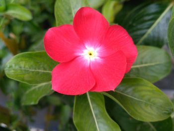 Close-up of pink flower blooming outdoors