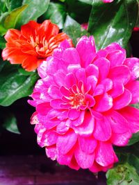 Close-up of pink flower