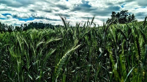 Close-up of crops growing on field against sky