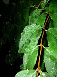 Close-up of water drops on leaves