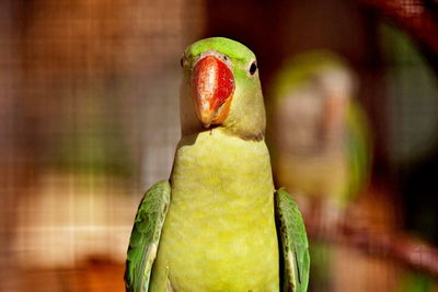 Close-up of parrot