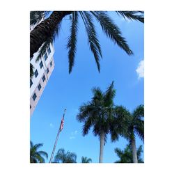 Low angle view of palm trees against blue sky