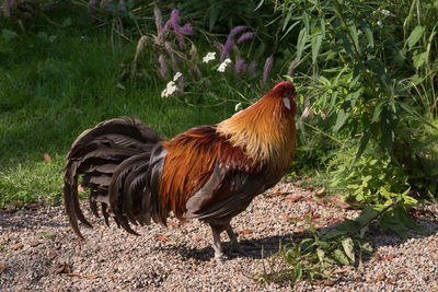 Close-up of rooster on field