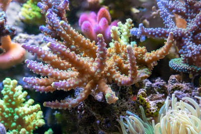 Close-up of coral in sea