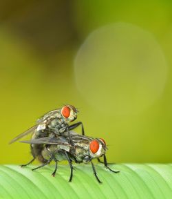 Close-up of insect on leaf