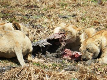 Close up of a group of lionesses eating a prey in the african savannah, tanzania