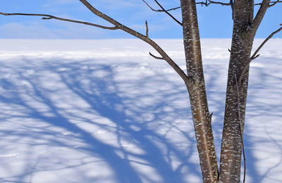 Low angle view of tree against sky