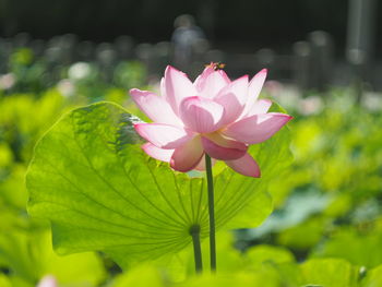 Close-up of pink lotus water lily