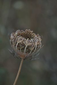 Close-up of dried plant