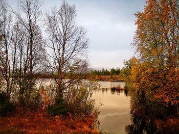 Trees by lake against sky during autumn