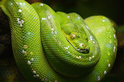 Close-up of green snake