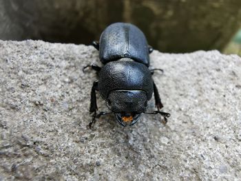 Close-up of black insect on rock