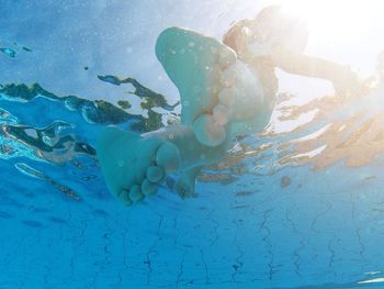 High angle view of turtle in swimming pool