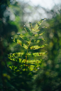 Close-up of fresh green plant