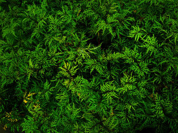 Full frame shot of fresh green plants