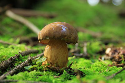 Close-up of mushroom growing on field