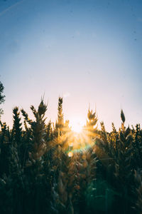 Close-up of crops against sky at sunset