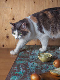 Playful fluffy tortoiseshell cat climbed on the table, onions in rustic kitchen