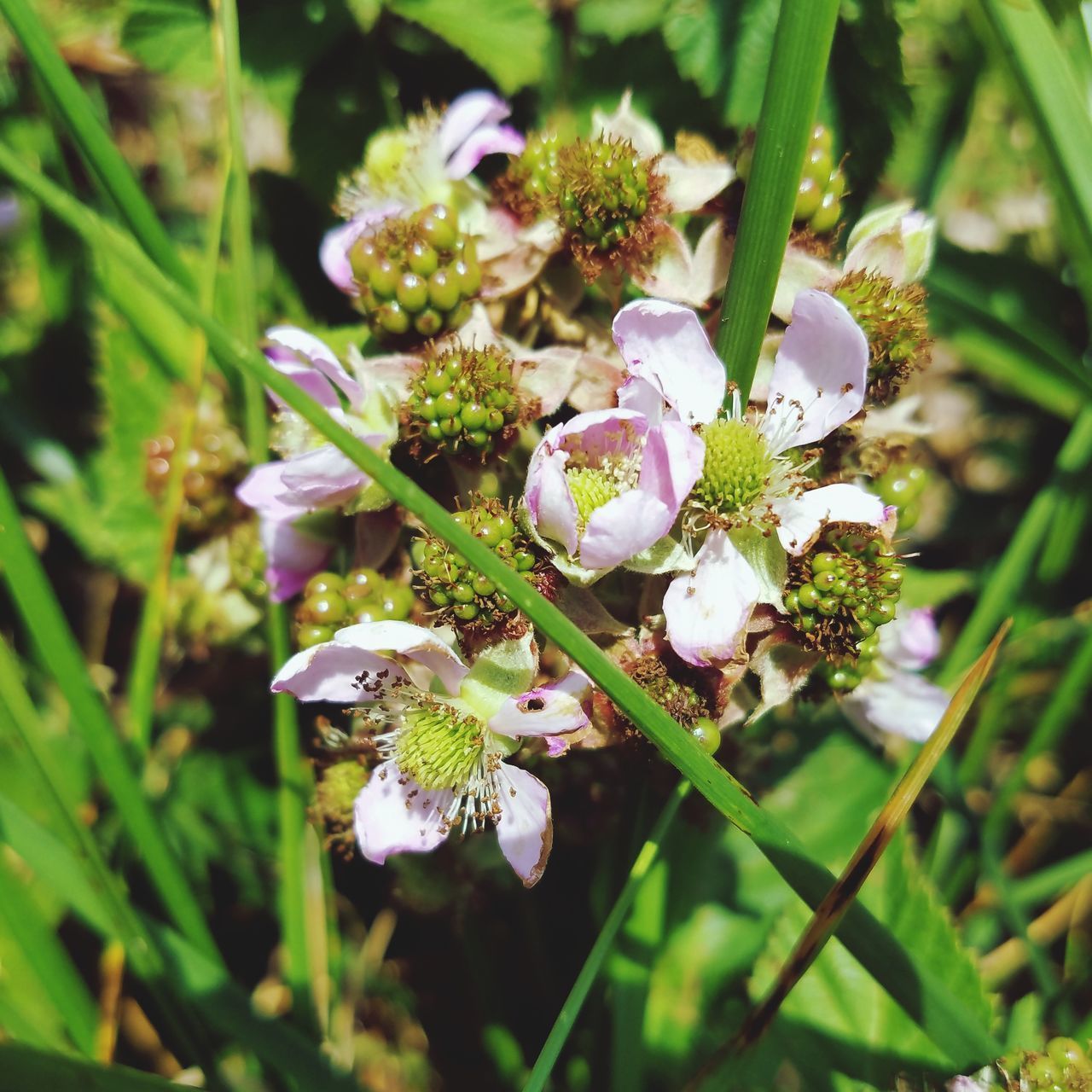 CLOSE-UP OF FLOWERING PLANT