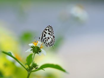 Close-up of butterfly pollinating on flower