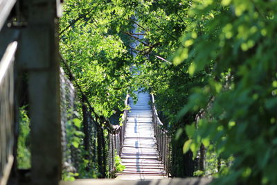 Narrow steps leading towards trees