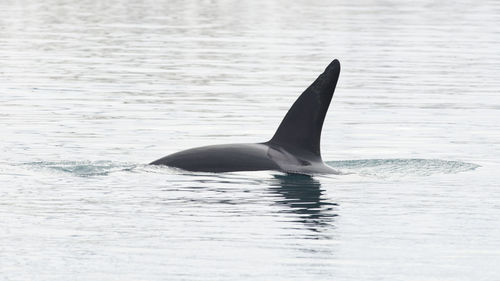 Killer whale swimming in sea