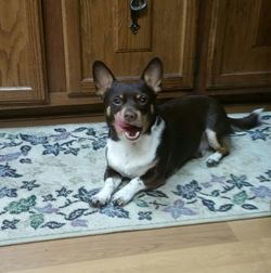 Portrait of a dog