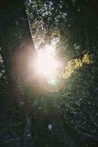 Sunlight streaming through trees in forest