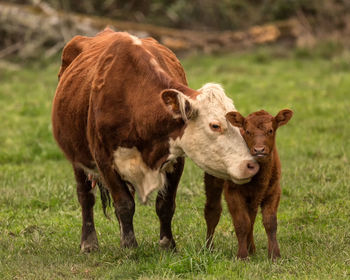 Cow and calf standing on field