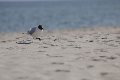 View of beach