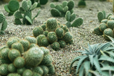 High angle view of succulent plant on field