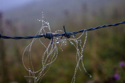 Close-up of wet spider web