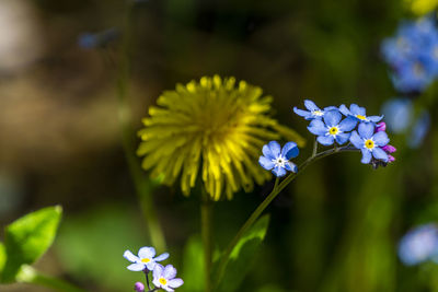 Close-up of purple flowering plant