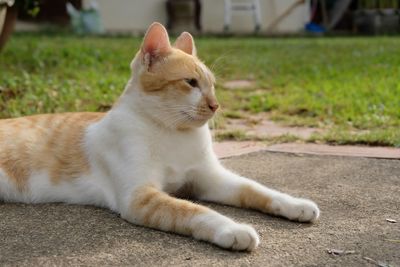 Close-up of a cat resting