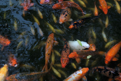 High angle view of koi carps swimming in pond