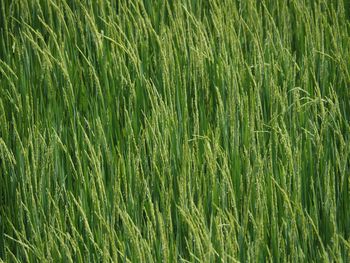 Full frame shot of wheat field