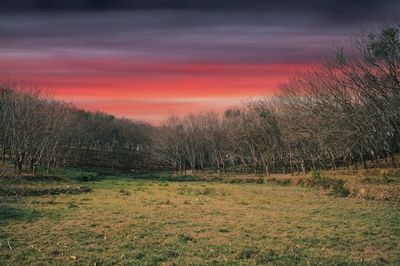 Scenic view of field against sky during sunset