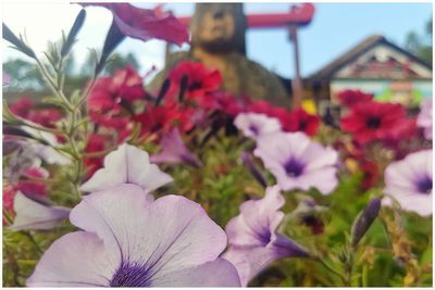 Close-up of pink flowers