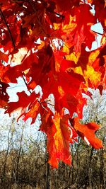 Red leaves on tree branch